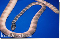 مار دريايي Hydrophis lapemoides