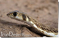 طلحه مار Malpolon moilensis