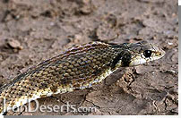 طلحه مار Malpolon moilensis