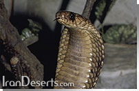 كفچه مار Naja  oxiana