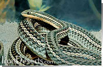 تير مار Psammophis lineolatus