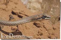 مميز مار Psammophis schokari