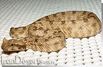 مار شاخدار&nbsp;ایرانی Pseudocerastes persicus fieldi