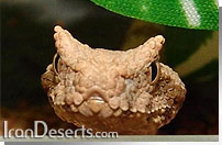مار شاخدار&nbsp;ایرانی Pseudocerastes persicus fieldi