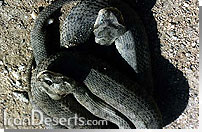 مار شاخدار Pseudocerastes persicus persicus