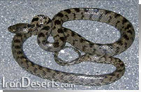 سوسن مار Telescopus fallax iberus