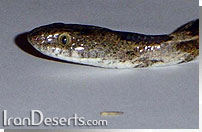 سوسن مار Telescopus fallax iberus