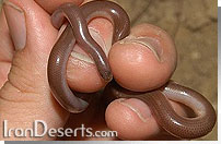 مار كرمي شكل Typhlops vermicularis