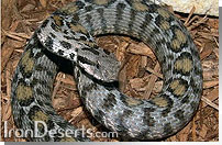 افعی ارومیه ای Vipera Wagneri