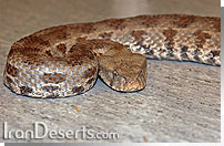 گرزه مار Vipera lebetina obtusa