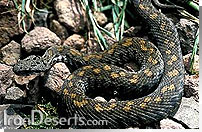 افعي تكابي Vipera raddei kurdestanica