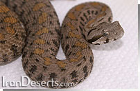 افعی خوی Vipera raddei raddei