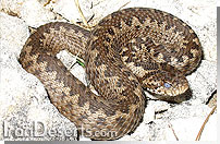 افعي البرزي Vipera ursinii eriwanensis