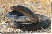 کبری (مار زنگی) Walterinnesia aegyptia