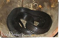 کبری (مار زنگی) Walterinnesia aegyptia