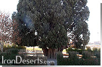 اثر طبیعی و ملی سرو ابرکوه