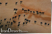 عکس معروفی که جورج اسمش را"اوهام عربستان" گذاشته است