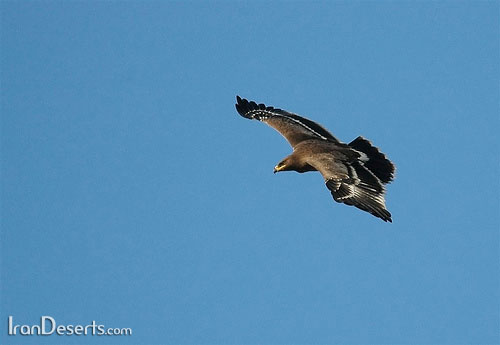 عقاب طلایی – پارک ملی کویر