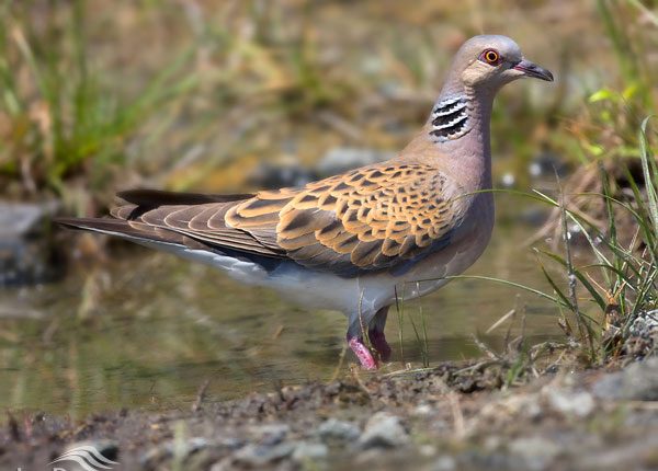 قمری معمولی