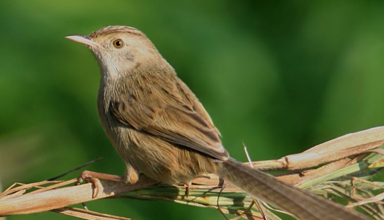 سسک شکیل (سسک دم دراز)