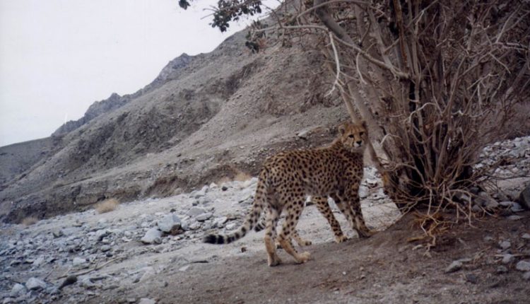 یوز آسیایی (یوزپلنگ)