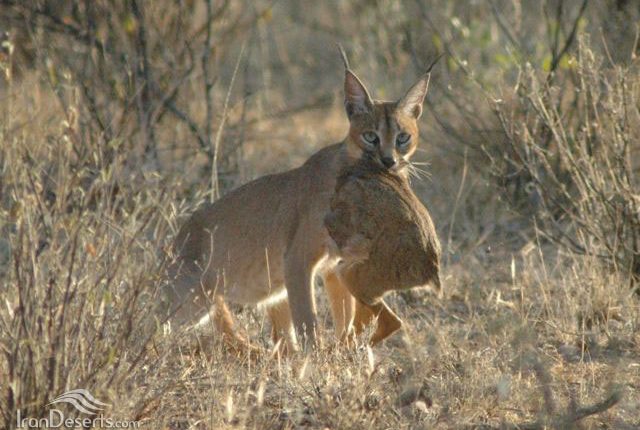 کاراکال، پناهگاه حیات وحش عباس آباد نایین