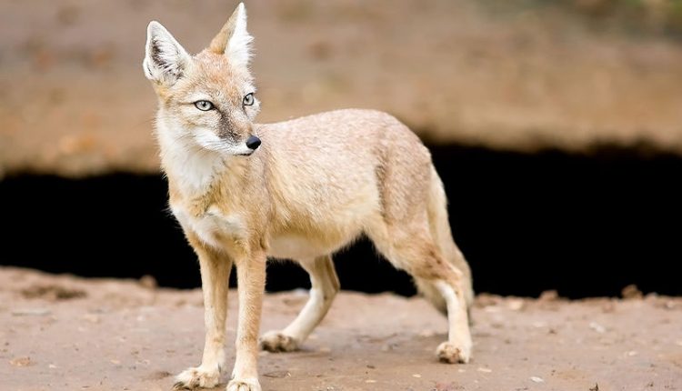 روباه ترکمنی