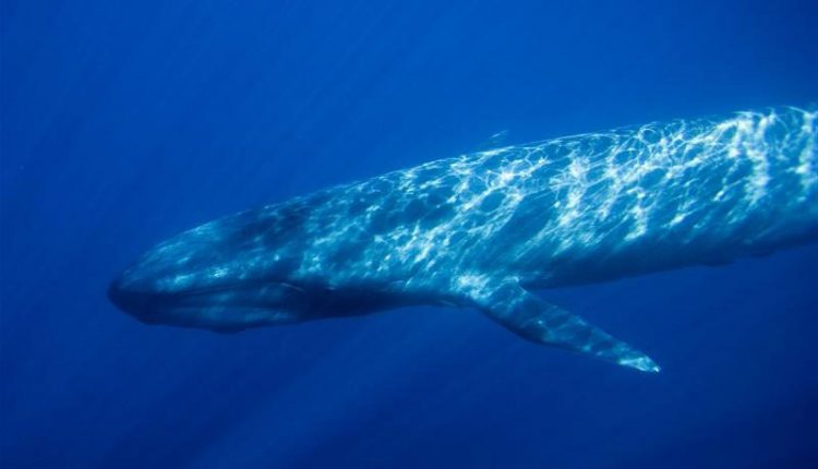 نهنگ آبی