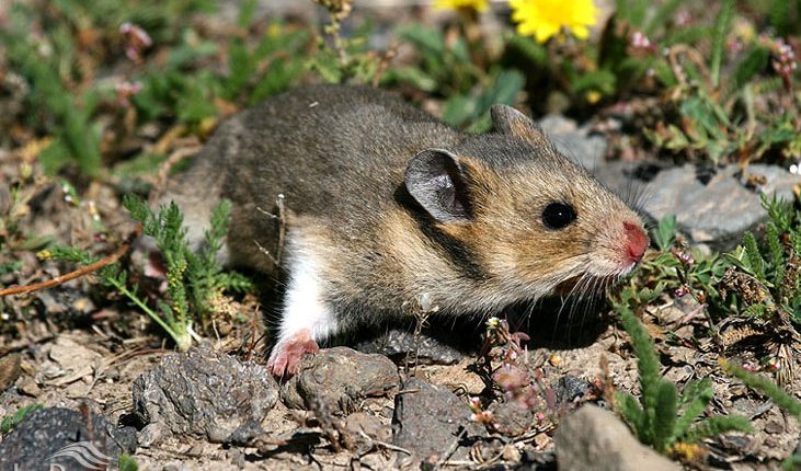 هامستر طلائی برانت