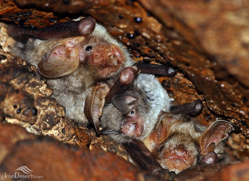 Бурый ушан красная книга. Летучие мыши зимуют. Летучие мыши зимой. Летучая мышь впадает в спячку зимой. Мышь впадает в спячку зимой.