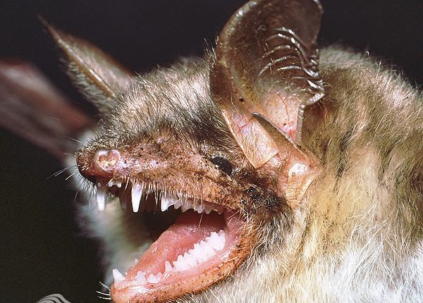 خفاش گوش موشی بزرگ