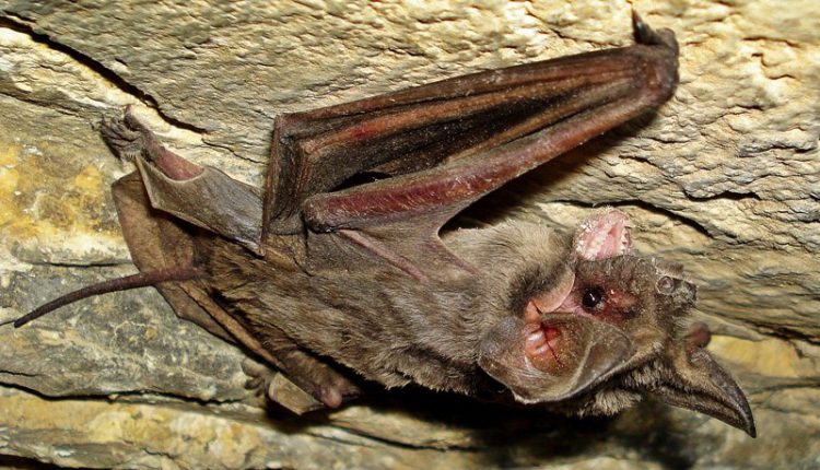 خفاش دم آزاد اروپایی