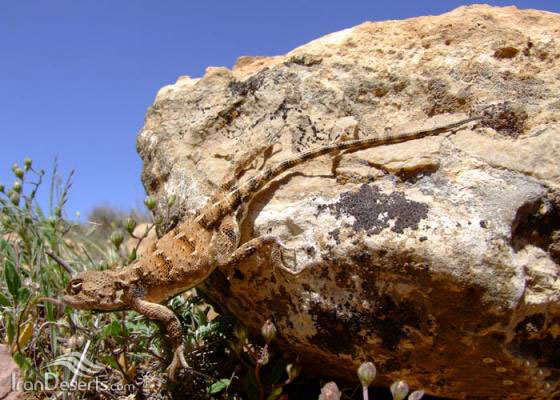 آگامای فلس شاخی، عکس از امید مظفری