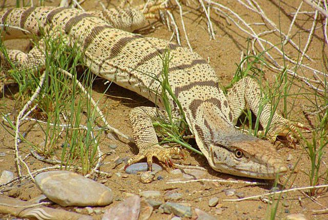 بزمجه بیابانی، ریگزار همت آباد(آهنگران)، عکس از احمد رونقی