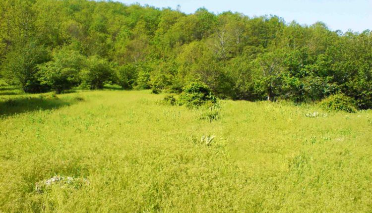 منطقه شکار ممنوع درکش و هاور، عکس از احمد فرخانی