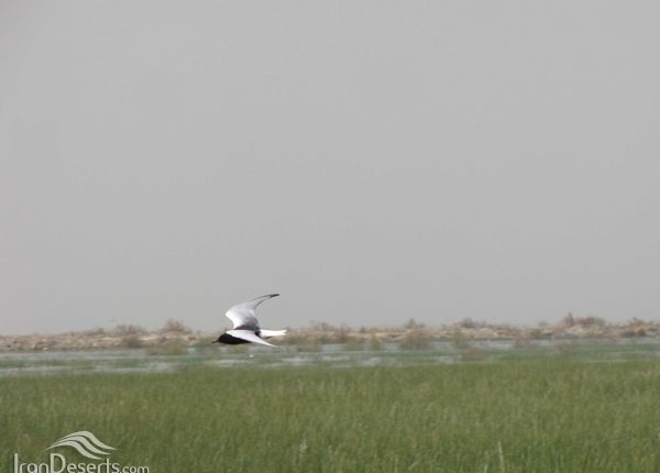 منطقه شکار ممنوع تالاب کانی برازان، عکس از سیروان صدیقی