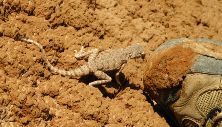 کویر دق سرخ، عکس از ابراهیم معینی