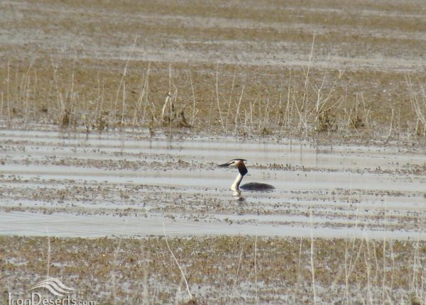 تالاب سد آبشینه، همدان