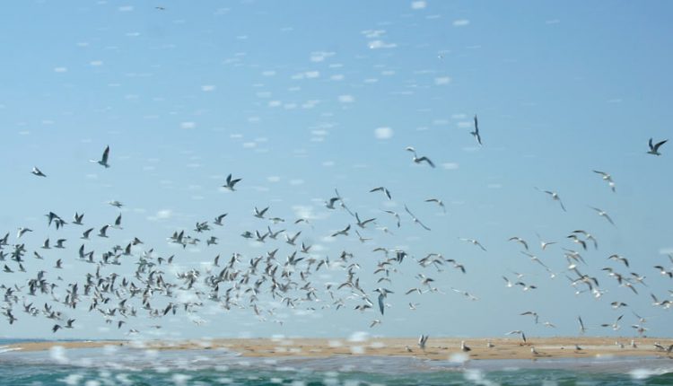 پناهگاه حیات وحش هندورابی