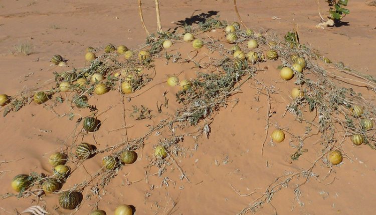 هندوانه ابوجهل