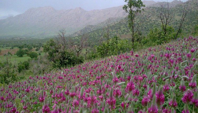 منطقه حفاظت شده کوسالان و شاهو