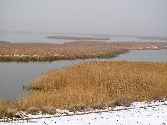 پناهگاه حیات وحش تالاب کانی برازان، عکس از مجید اسکندری