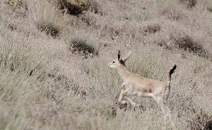 پارک ملی قمیشلو، عکس از علیرضا حکیمی فرد