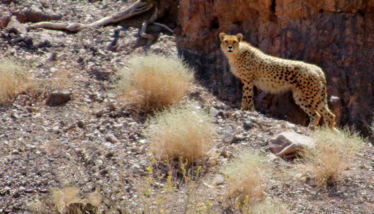 منطقه شکار ممنوع درونه