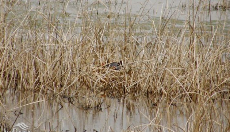 تالاب حسنلو، عکس از صیاد شیخی ییلانلو