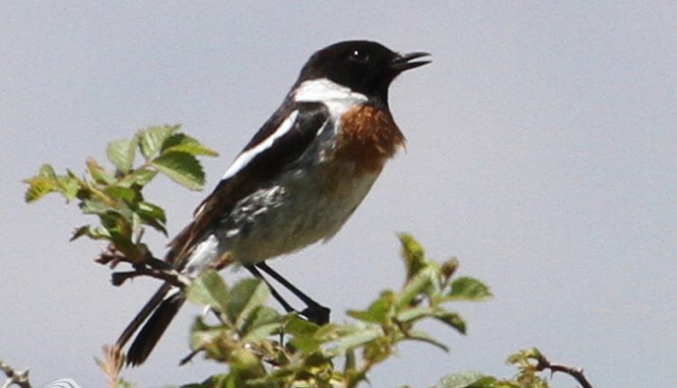 منطقه شکار ممنوع گندیمن