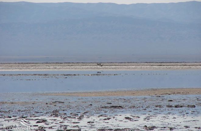 منطقه شکار ممنوع تالاب کجی نمکزار، نهبندان