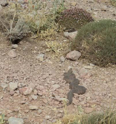 منطقه شکار ممنوع کلیلاق، فریمان