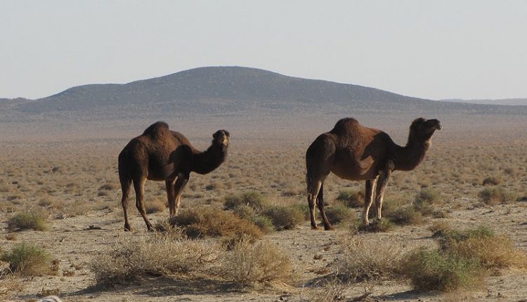 ذخیره گاه زیست کره توران