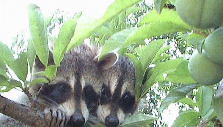 راکون، منطقه تالش، عکس از امیر شکرگزار